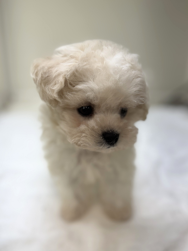 千葉県のビションフリーゼ (かねだい我孫子店/2025年9月10日生まれ/男の子/ホワイト)の子犬の3枚目の画像