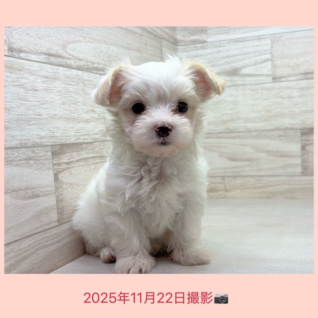 埼玉県のハーフ犬・ミックス犬 (かねだい桶川店/2025年9月8日生まれ/女の子/クリーム)の子犬の3枚目の画像