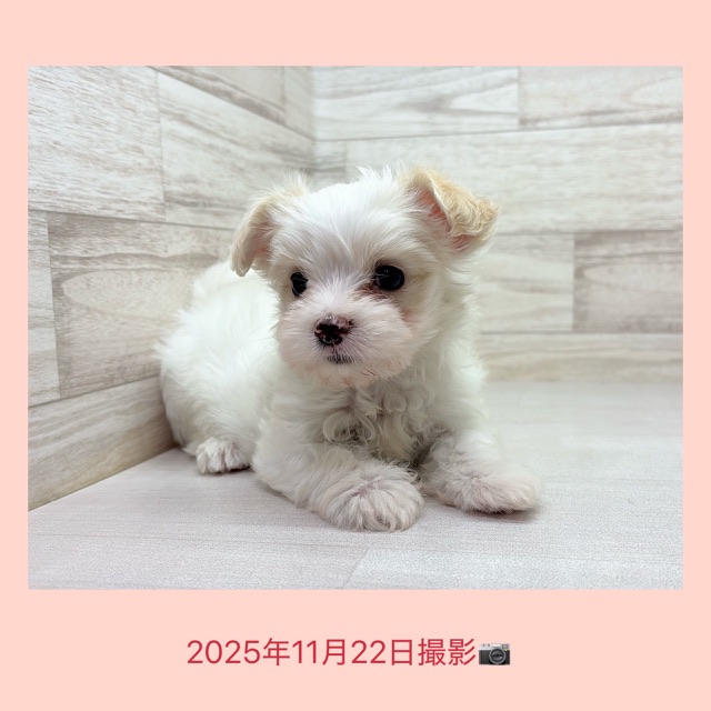 埼玉県のハーフ犬・ミックス犬 (かねだい桶川店/2025年9月8日生まれ/女の子/クリーム)の子犬の4枚目の画像