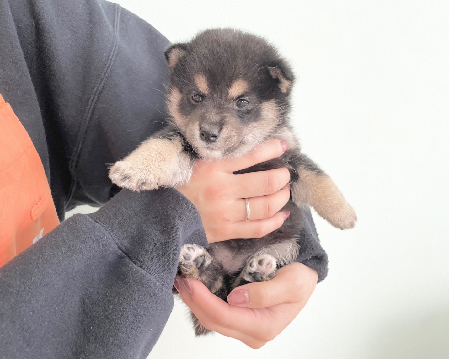 群馬県の柴犬(標準サイズ) (かねだいペットトライアル桐生/2025年9月21日生まれ/女の子/黒)の子犬の2枚目の画像