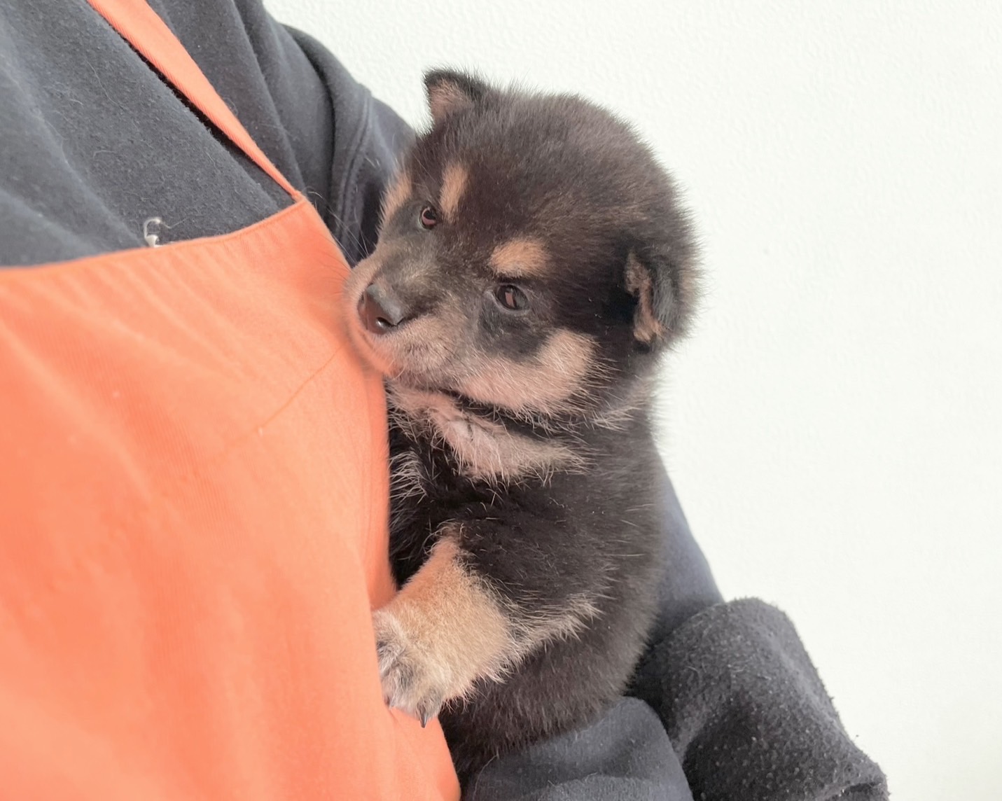 群馬県の柴犬(標準サイズ) (かねだいペットトライアル桐生/2025年9月21日生まれ/女の子/黒)の子犬の1枚目の画像