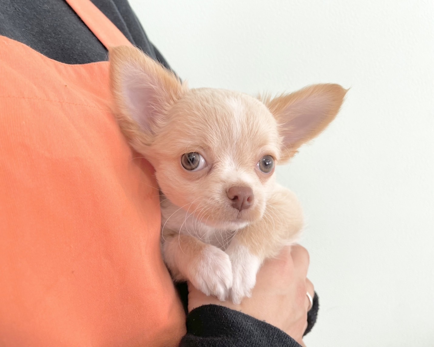 群馬県のチワワ(ロング) (かねだいペットトライアル桐生/2025年9月15日生まれ/男の子/クリームホワイト)の子犬の1枚目の画像
