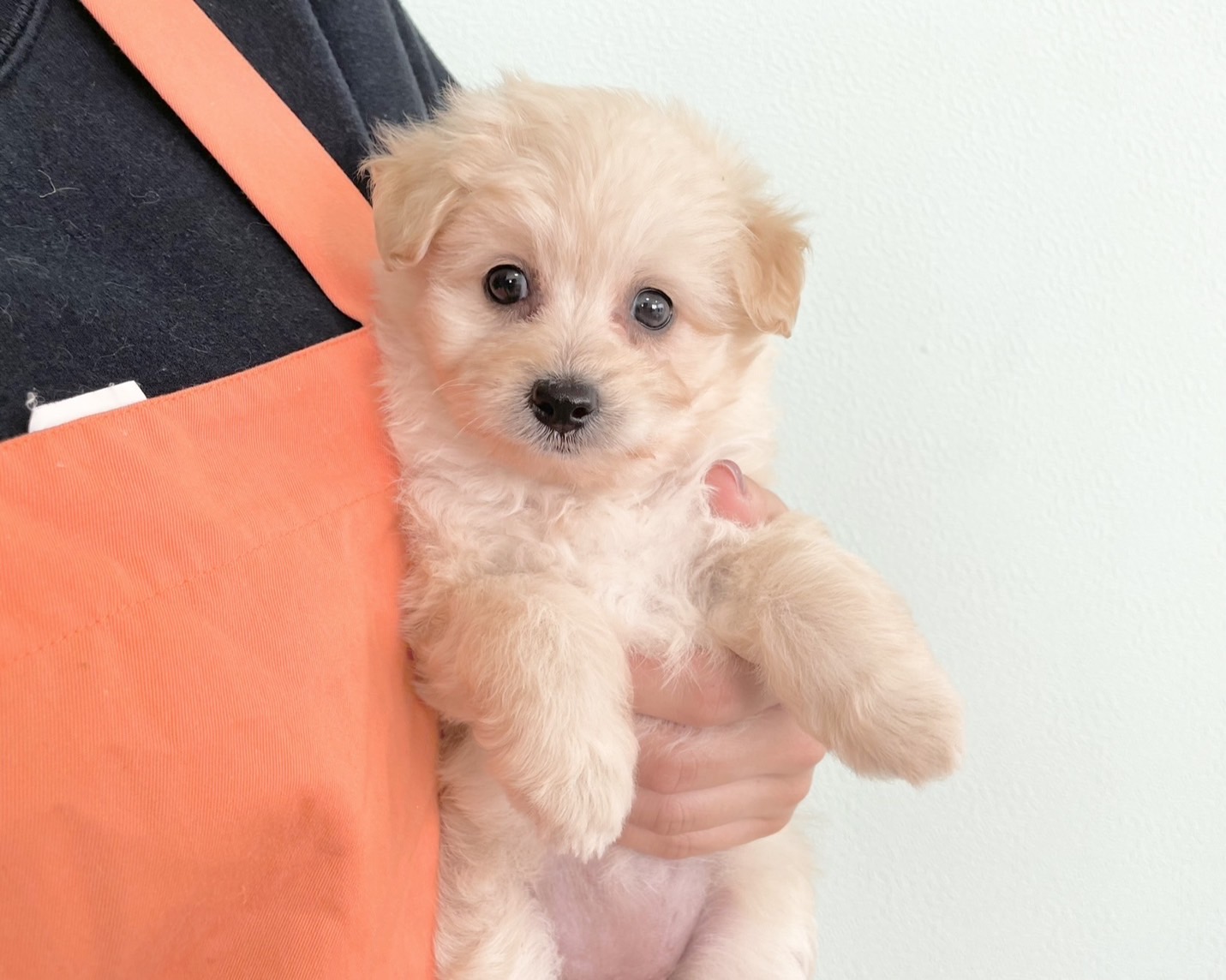 群馬県のポメプー(ポメラニアン×プードル) (かねだいペットトライアル桐生/2025年9月23日生まれ/女の子/クリーム)の子犬の1枚目の画像