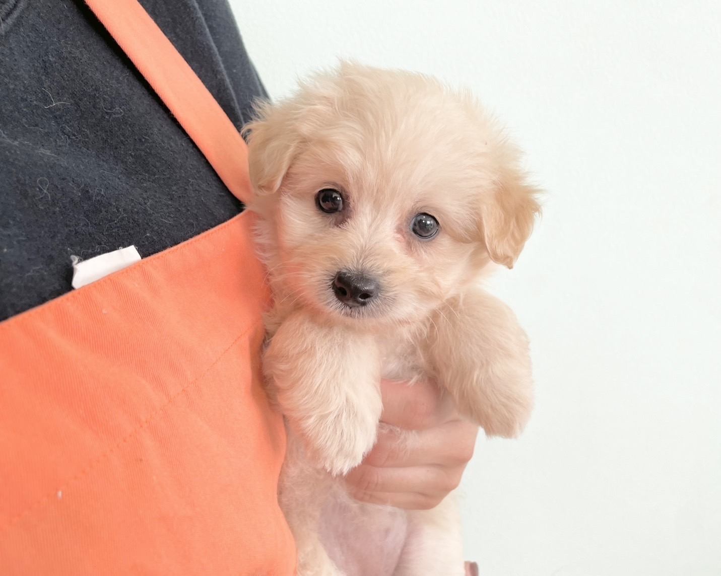 群馬県のポメプー(ポメラニアン×プードル) (かねだいペットトライアル桐生/2025年9月23日生まれ/女の子/クリーム)の子犬の2枚目の画像
