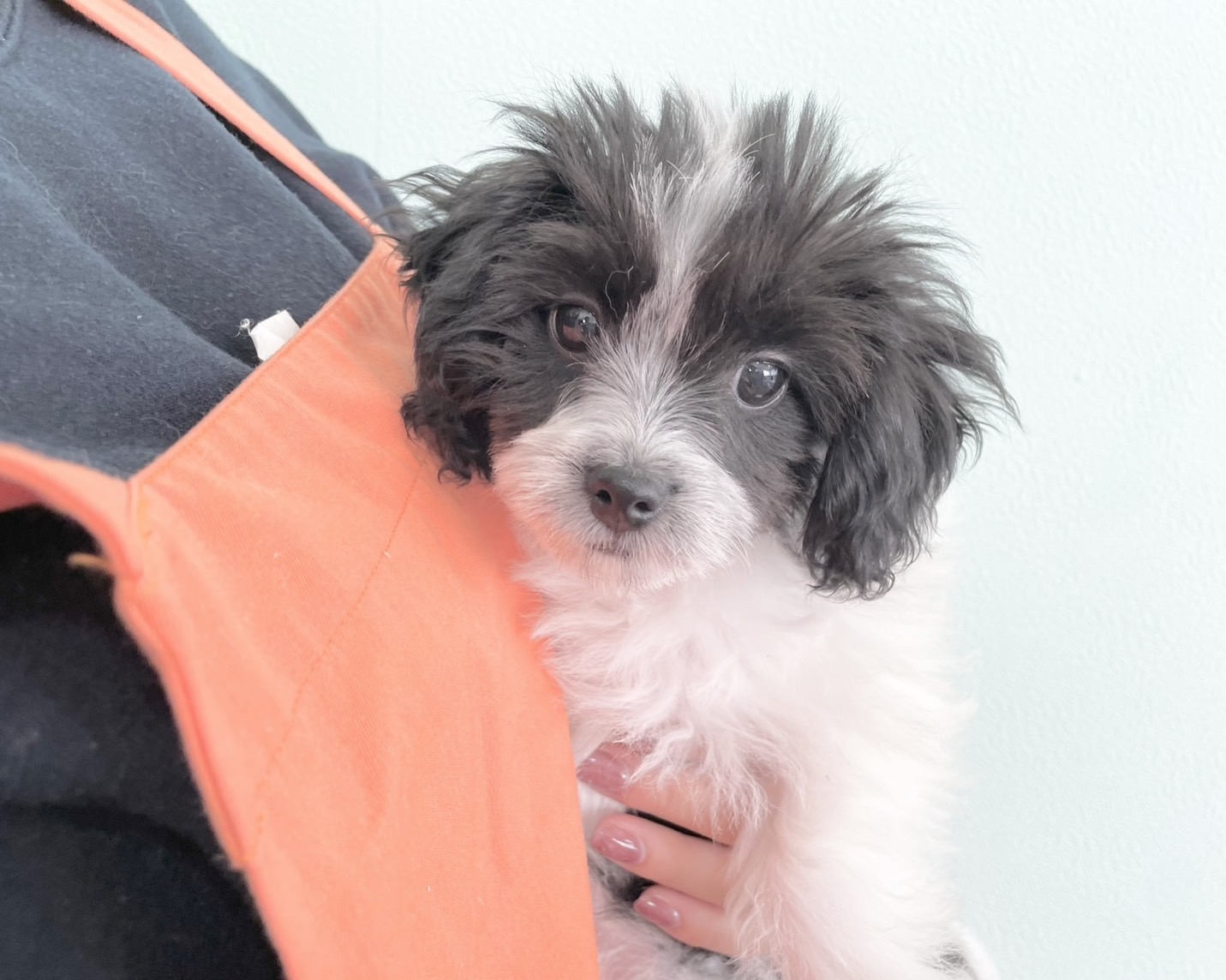 群馬県のチワマル/マルチワ(チワワ×マルチーズ) (かねだいペットトライアル桐生/2025年8月18日生まれ/女の子/ホワイトブラック)の子犬の1枚目の画像