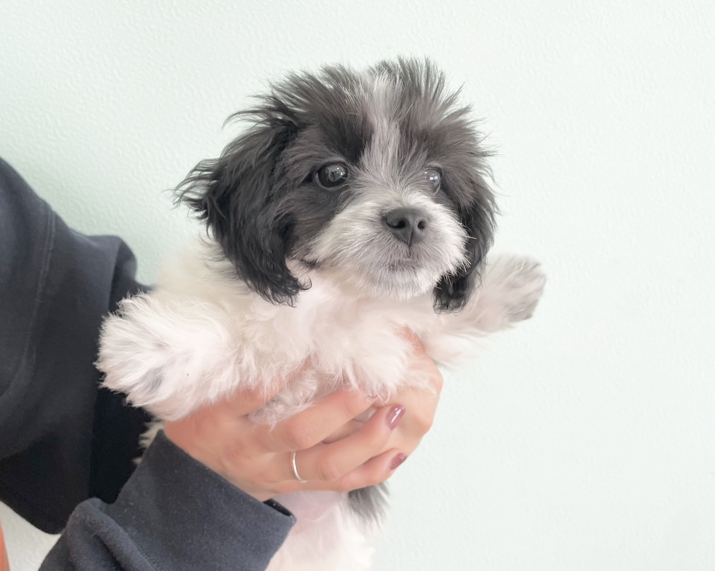 群馬県のチワマル/マルチワ(チワワ×マルチーズ) (かねだいペットトライアル桐生/2025年8月18日生まれ/女の子/ホワイトブラック)の子犬の2枚目の画像