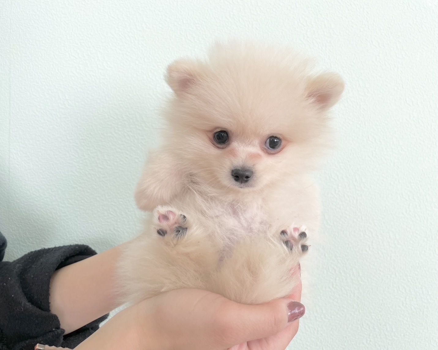 群馬県のポメラニアン (かねだいペットトライアル桐生/2025年9月15日生まれ/男の子/クリーム)の子犬の1枚目の画像