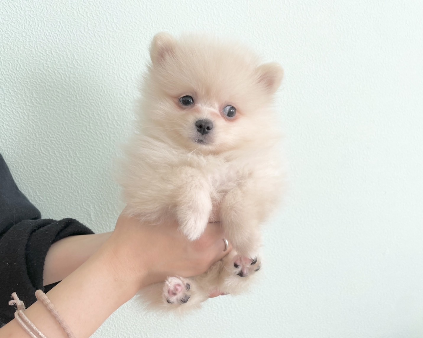 群馬県のポメラニアン (かねだいペットトライアル桐生/2025年9月15日生まれ/男の子/クリーム)の子犬の2枚目の画像