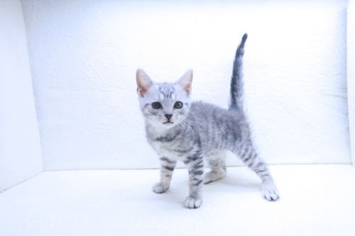 神奈川県のマンチカン (かねだい海老名店/2025年9月10日生まれ/男の子/シルバータビー)の子猫の2枚目の画像