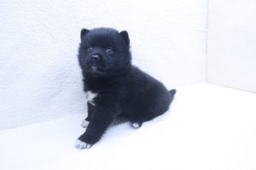 神奈川県のポメ柴/豆ポメ/ポメ豆柴(ポメラニアン×柴犬) (かねだい海老名店/2025年9月19日生まれ/男の子/ブラック)の子犬の2枚目の画像