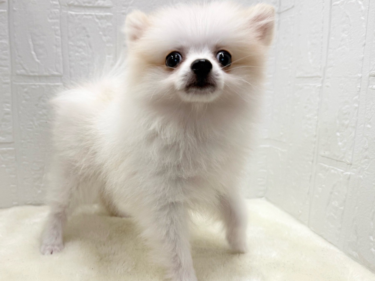 東京都のポメラニアン (かねだい青梅店/2025年8月11日生まれ/女の子/クリーム)の子犬の2枚目の画像