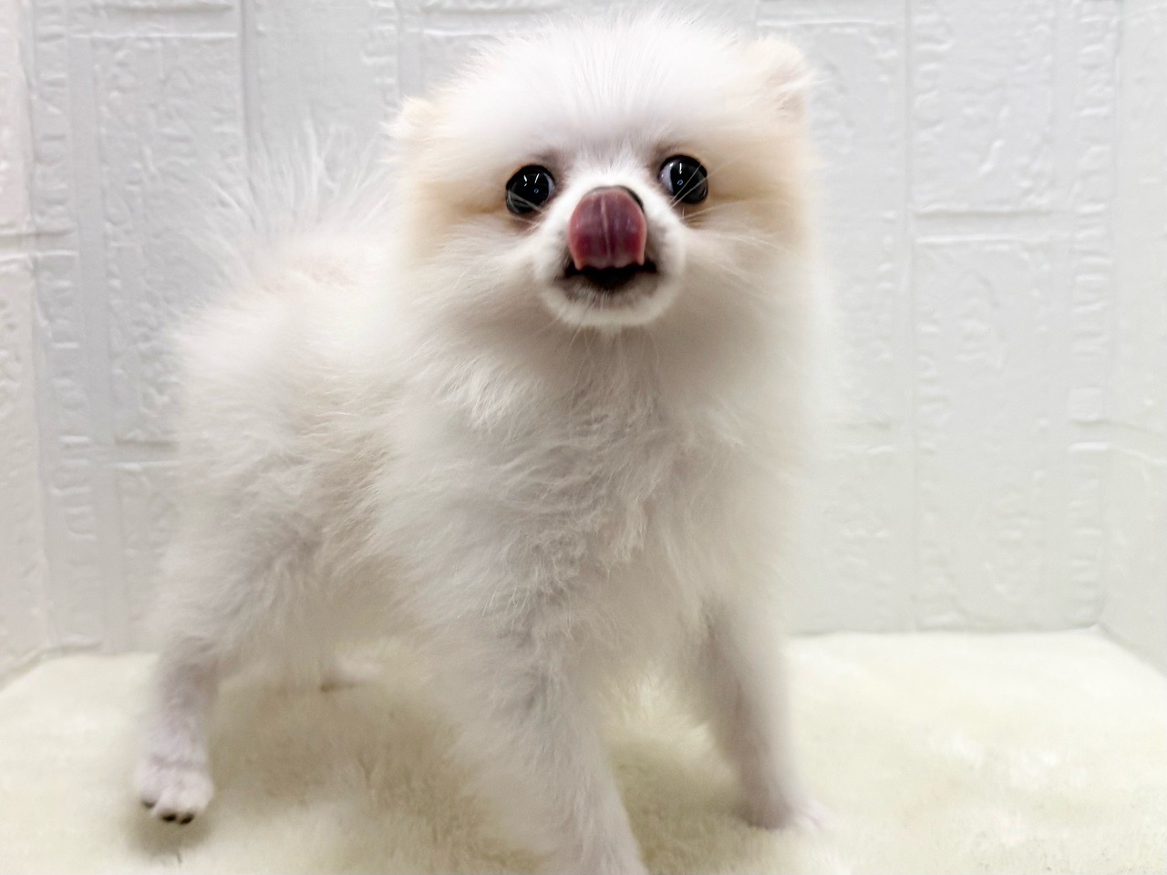 東京都のポメラニアン (かねだい青梅店/2025年8月11日生まれ/女の子/クリーム)の子犬の3枚目の画像