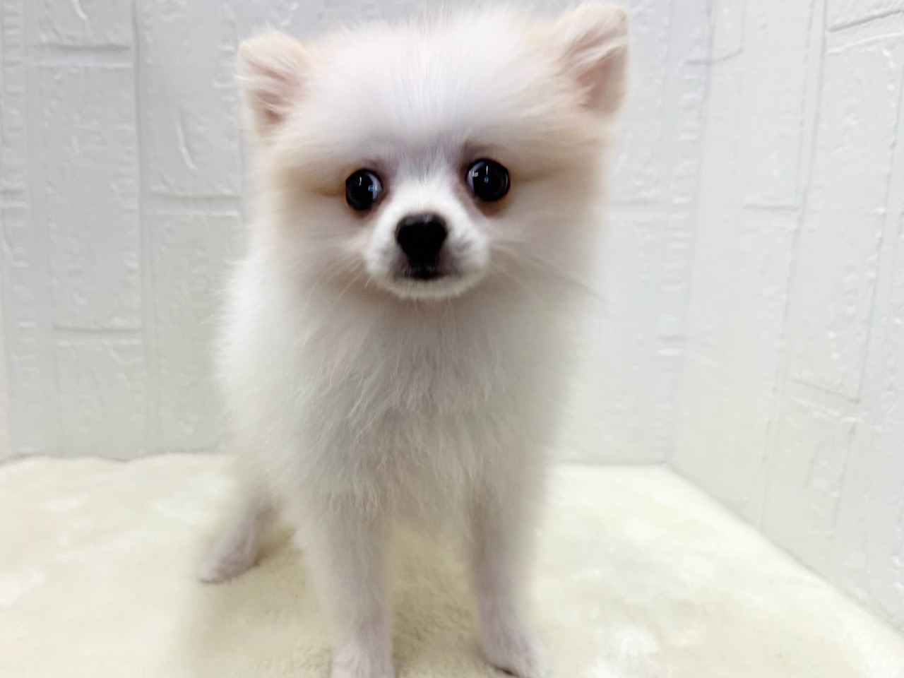 東京都のポメラニアン (かねだい青梅店/2025年8月11日生まれ/女の子/クリーム)の子犬の4枚目の画像