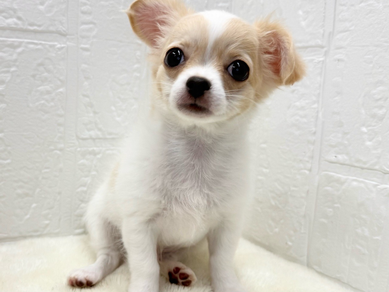 東京都のチワワ(ロング) (かねだい青梅店/2025年8月25日生まれ/男の子/ホワイトクリーム)の子犬の1枚目の画像