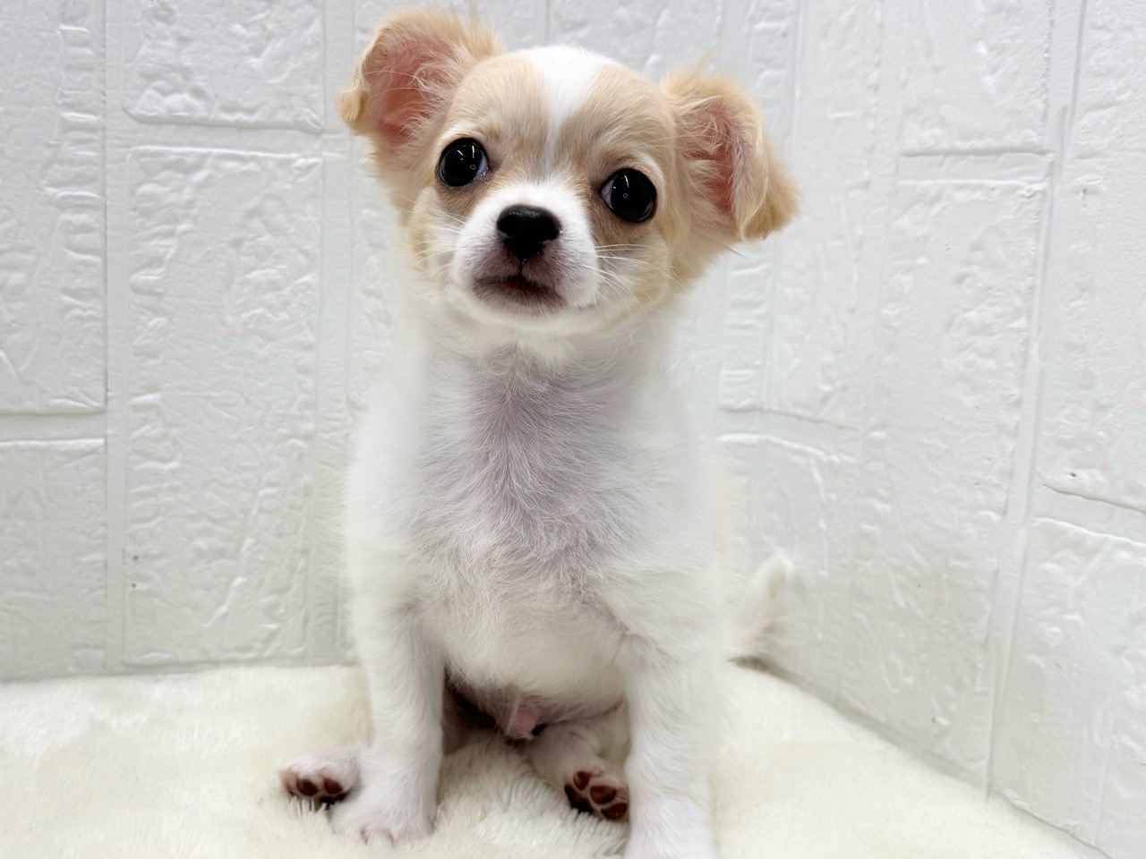 東京都のチワワ(ロング) (かねだい青梅店/2025年8月25日生まれ/男の子/ホワイトクリーム)の子犬の2枚目の画像