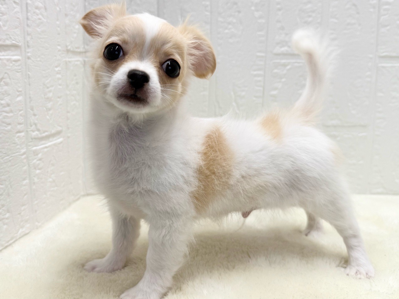 東京都のチワワ(ロング) (かねだい青梅店/2025年8月25日生まれ/男の子/ホワイトクリーム)の子犬の3枚目の画像