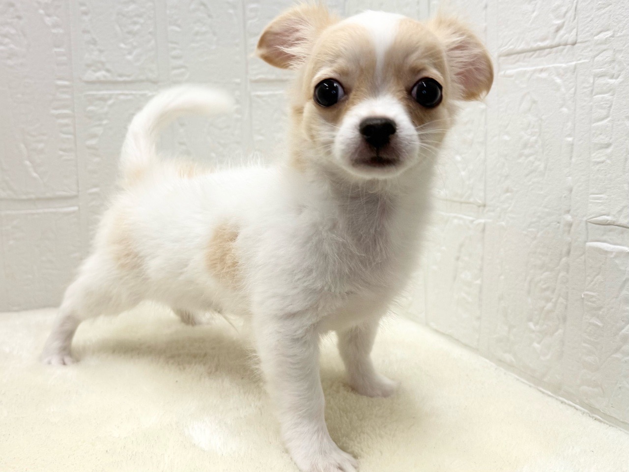 東京都のチワワ(ロング) (かねだい青梅店/2025年8月25日生まれ/男の子/ホワイトクリーム)の子犬の4枚目の画像