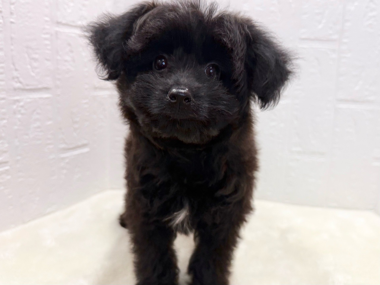 東京都のポメプー(ポメラニアン×プードル) (かねだい青梅店/2025年8月24日生まれ/女の子/ブラック)の子犬の1枚目の画像