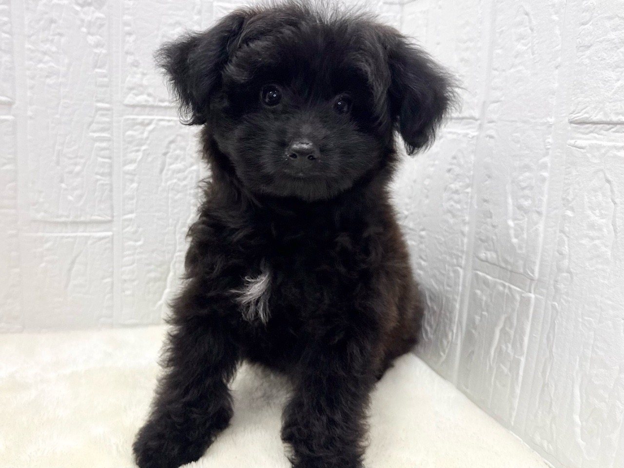 東京都のポメプー(ポメラニアン×プードル) (かねだい青梅店/2025年8月24日生まれ/女の子/ブラック)の子犬の2枚目の画像