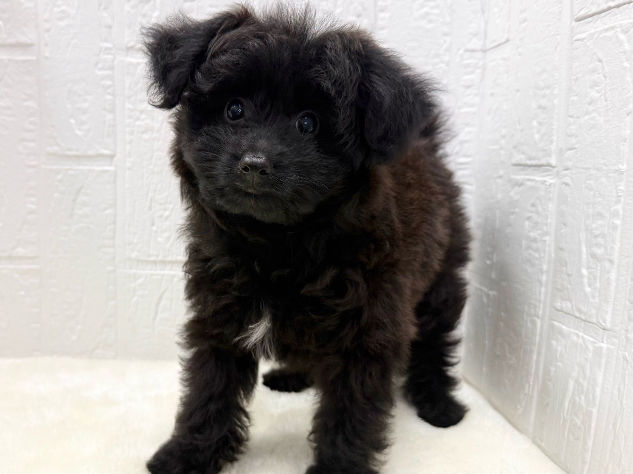 東京都のポメプー(ポメラニアン×プードル) (かねだい青梅店/2025年8月24日生まれ/女の子/ブラック)の子犬の3枚目の画像