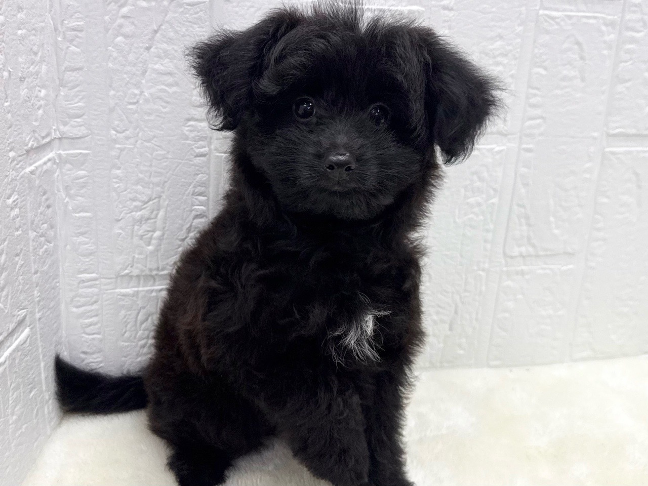 東京都のポメプー(ポメラニアン×プードル) (かねだい青梅店/2025年8月24日生まれ/女の子/ブラック)の子犬の4枚目の画像