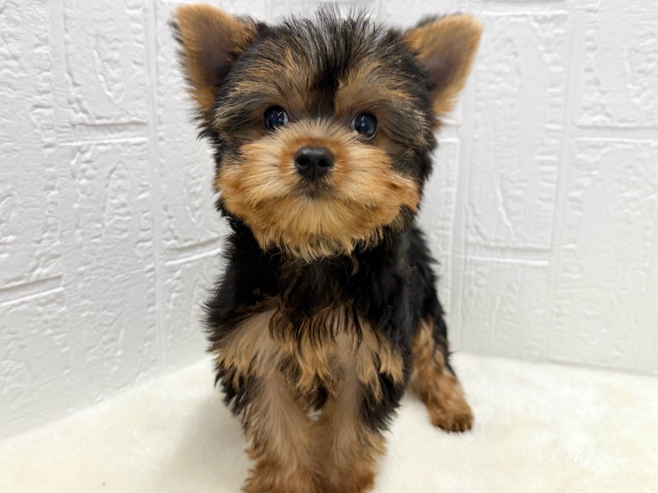 東京都のヨークシャーテリア (かねだい青梅店/2025年8月31日生まれ/男の子/スチールブルータン)の子犬の1枚目の画像