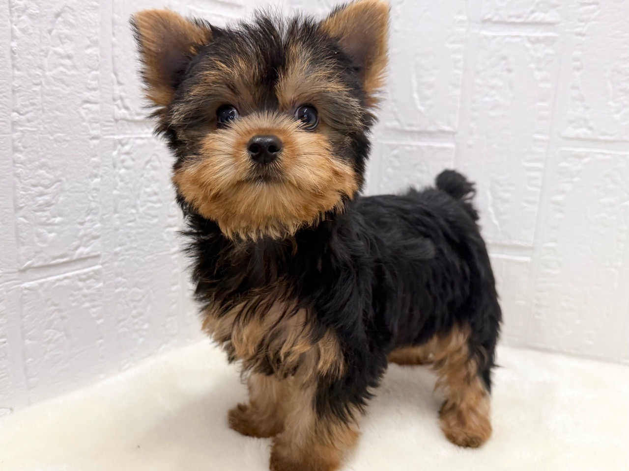 東京都のヨークシャーテリア (かねだい青梅店/2025年8月31日生まれ/男の子/スチールブルータン)の子犬の2枚目の画像