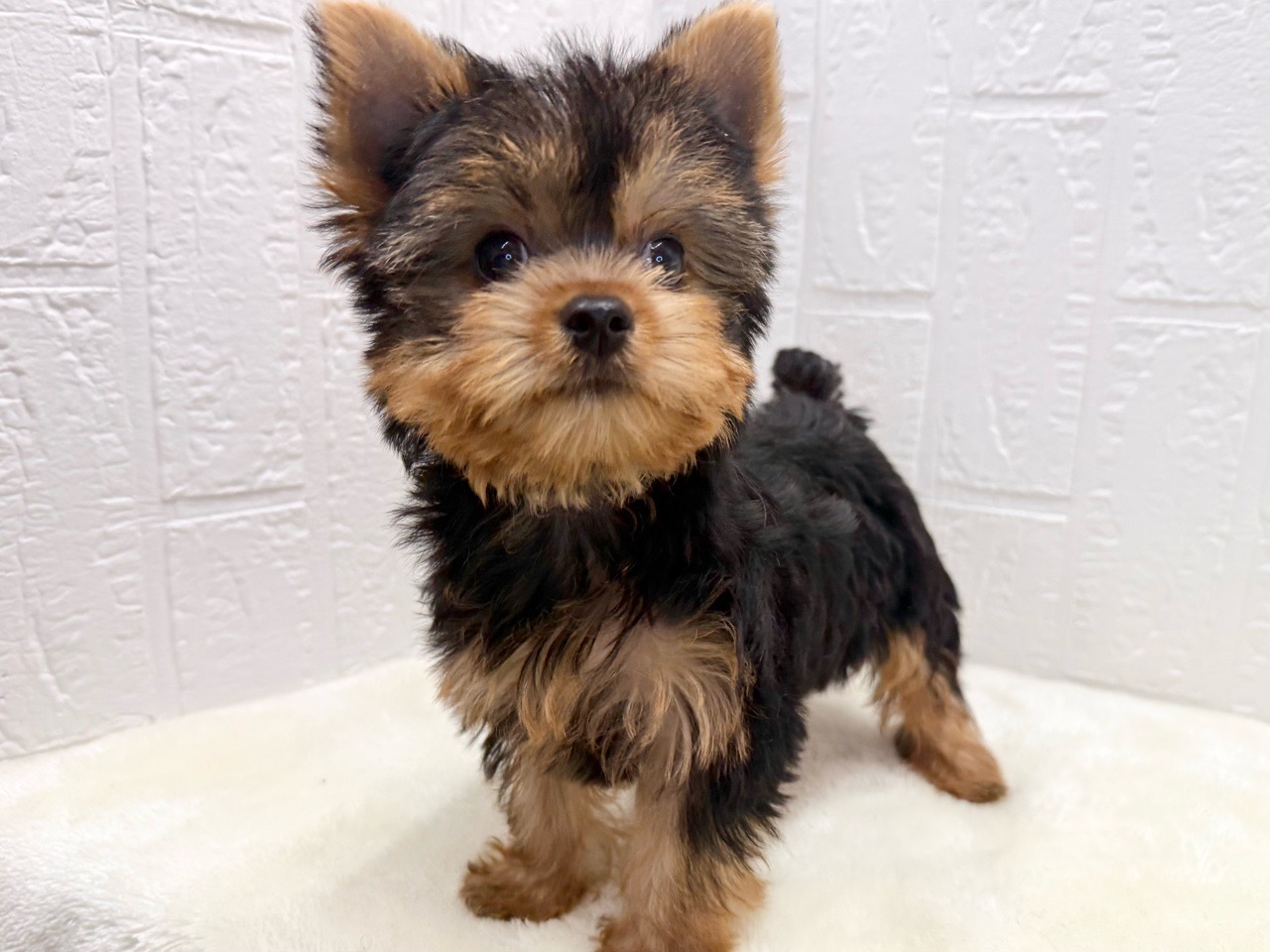 東京都のヨークシャーテリア (かねだい青梅店/2025年8月31日生まれ/男の子/スチールブルータン)の子犬の3枚目の画像