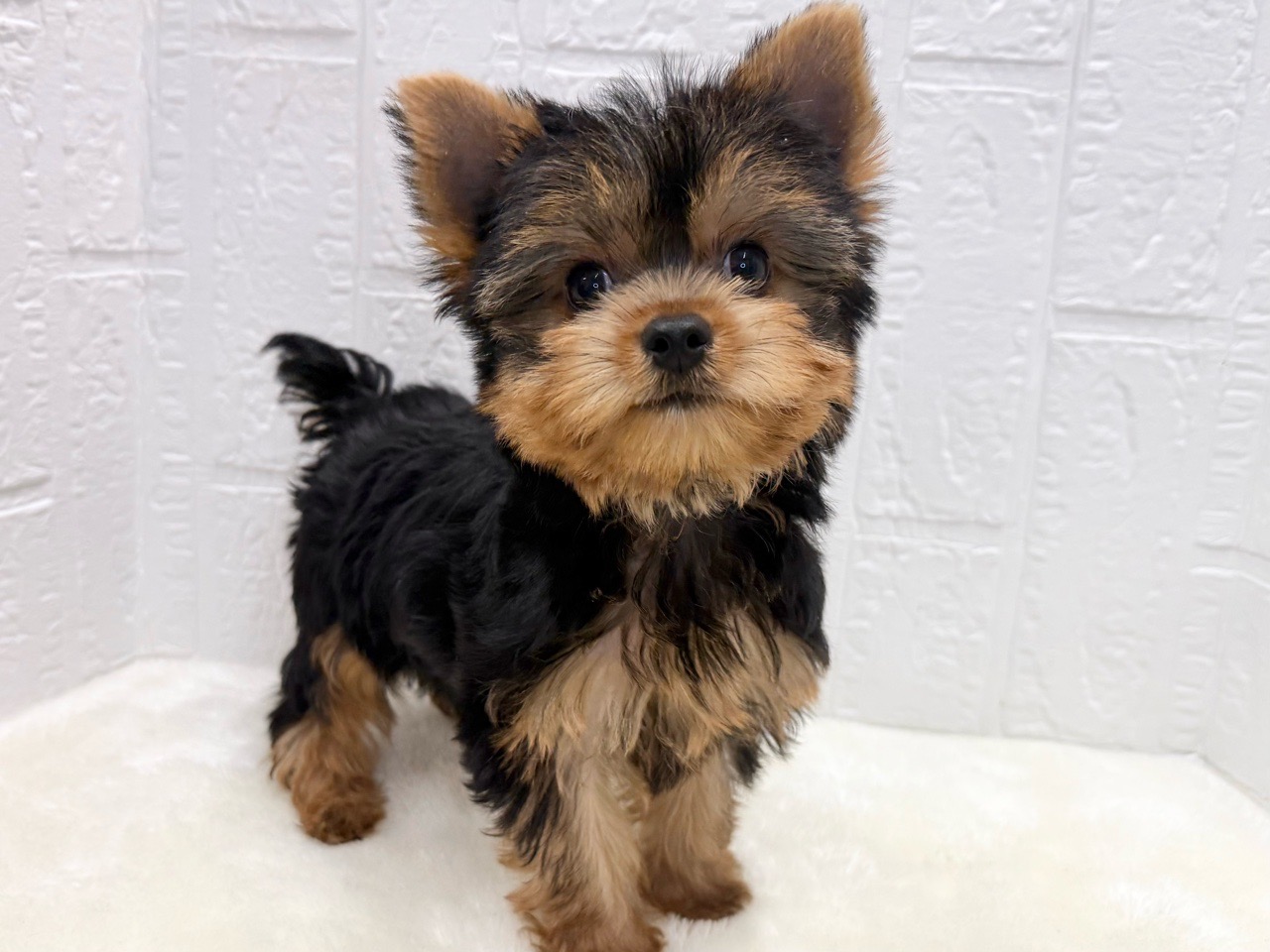 東京都のヨークシャーテリア (かねだい青梅店/2025年8月31日生まれ/男の子/スチールブルータン)の子犬の4枚目の画像
