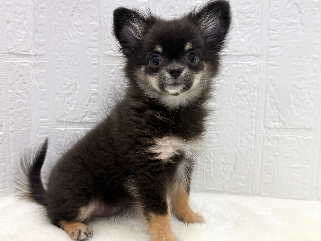 東京都のポメチワ/チワポメ/ポメチー(ポメラニアン×チワワ) (かねだい青梅店/2025年9月1日生まれ/女の子/ブラックタン)の子犬の3枚目の画像