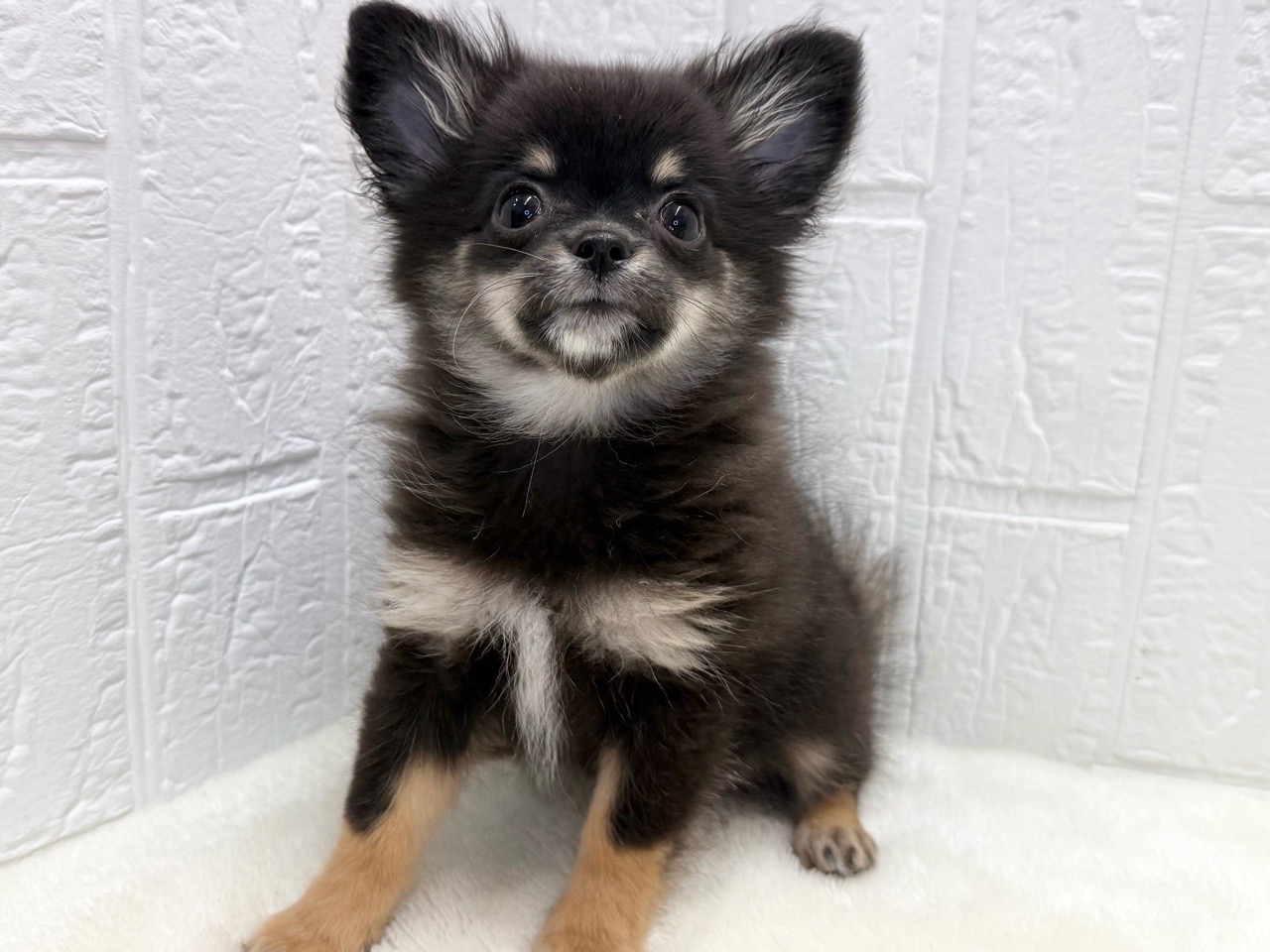 東京都のポメチワ/チワポメ/ポメチー(ポメラニアン×チワワ) (かねだい青梅店/2025年9月1日生まれ/女の子/ブラックタン)の子犬の4枚目の画像