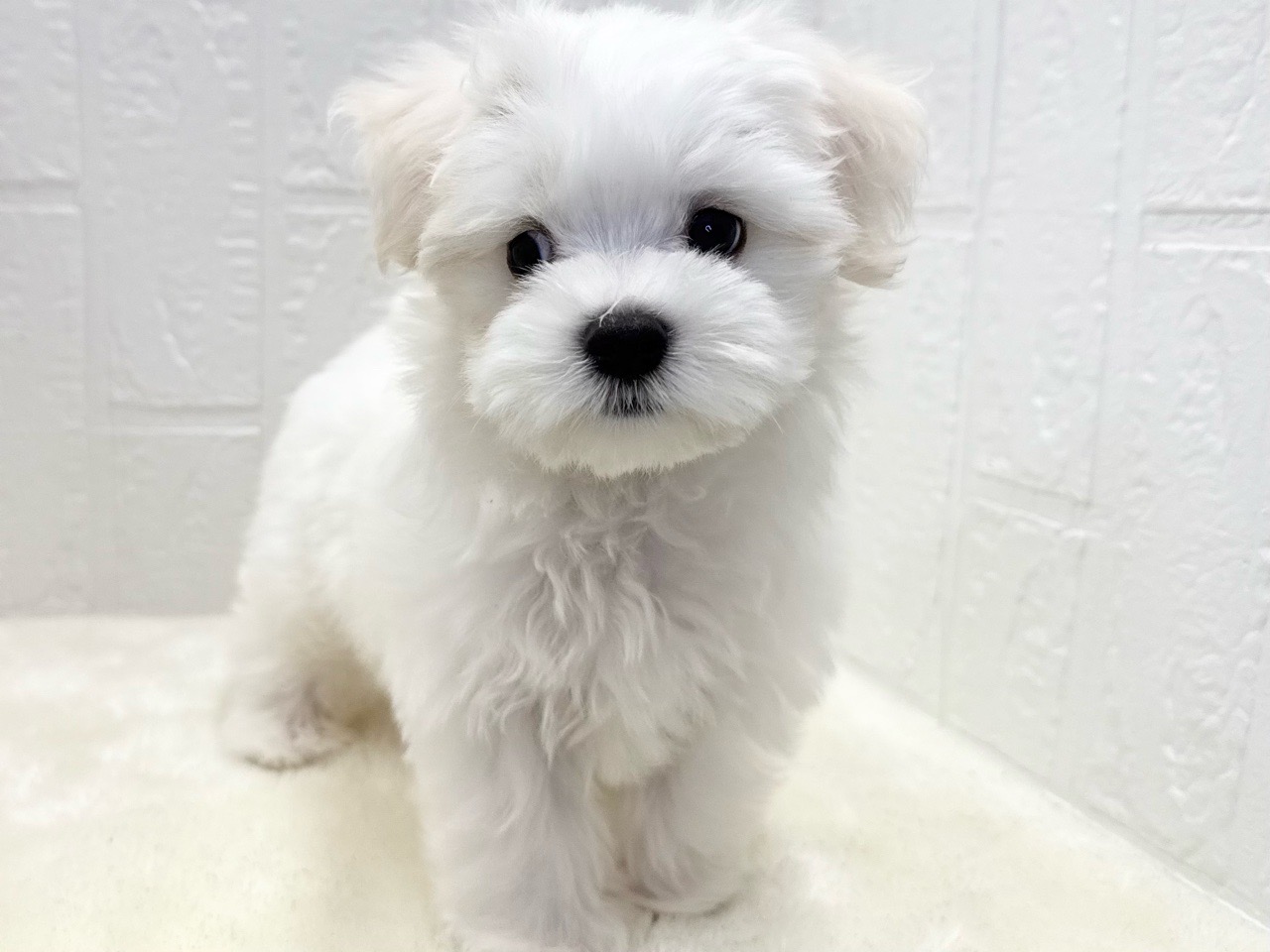 東京都のマルチーズ (かねだい青梅店/2025年9月8日生まれ/男の子/ホワイト)の子犬の1枚目の画像