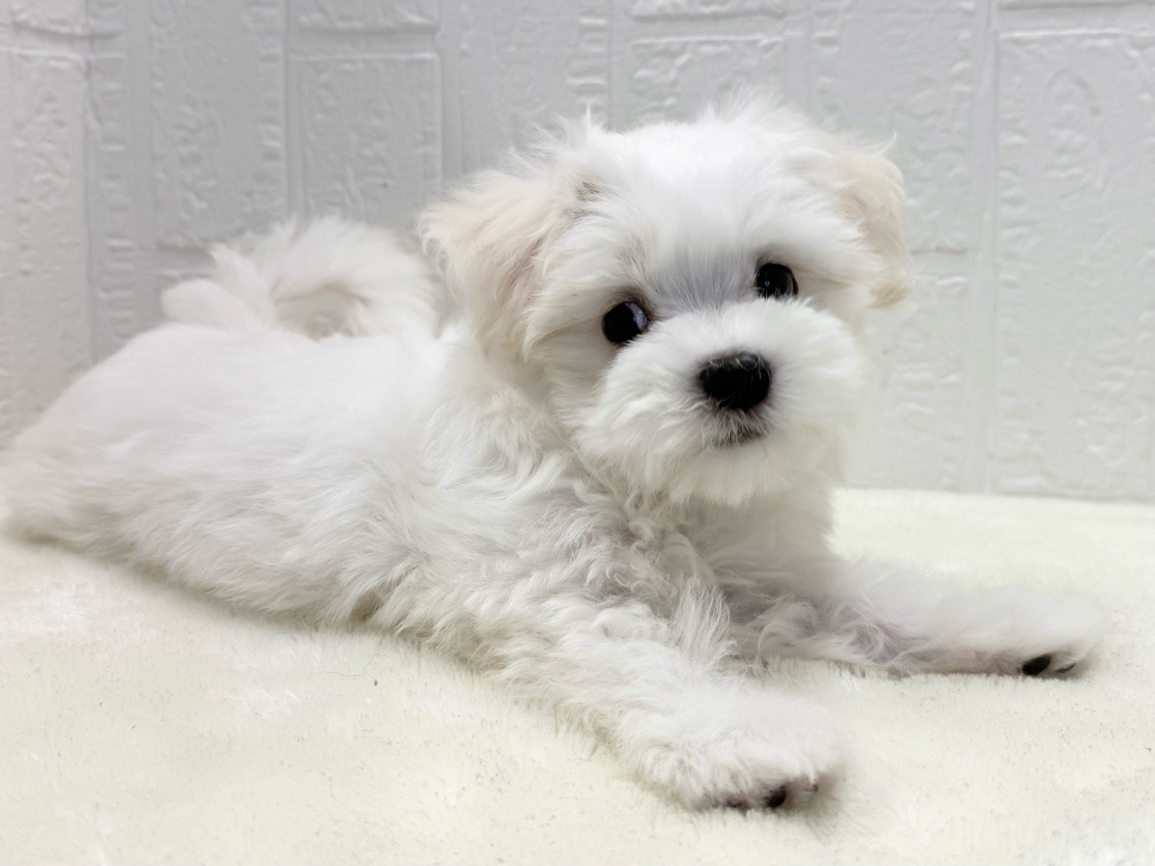 東京都のマルチーズ (かねだい青梅店/2025年9月8日生まれ/男の子/ホワイト)の子犬の3枚目の画像