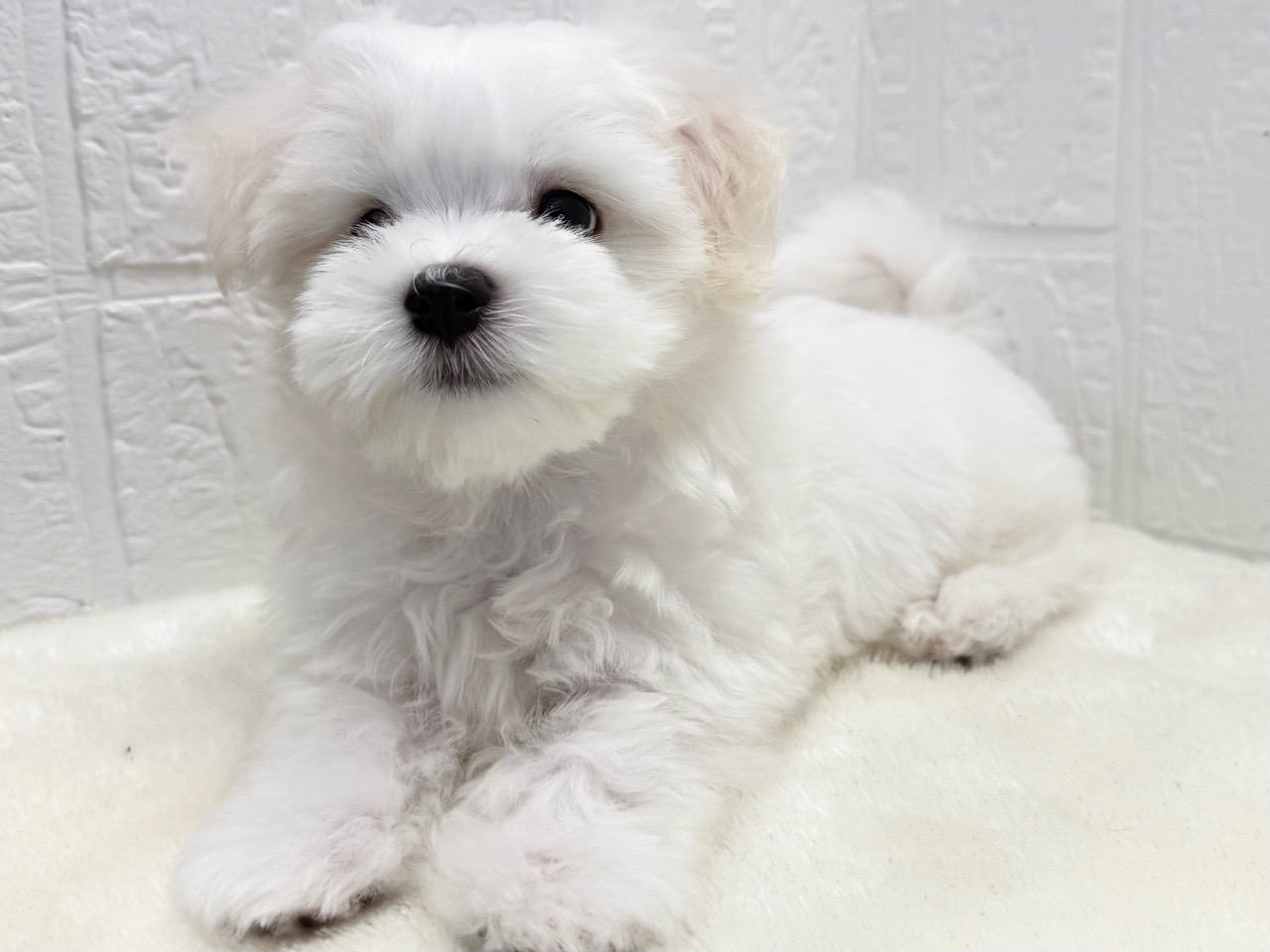 東京都のマルチーズ (かねだい青梅店/2025年9月8日生まれ/男の子/ホワイト)の子犬の4枚目の画像