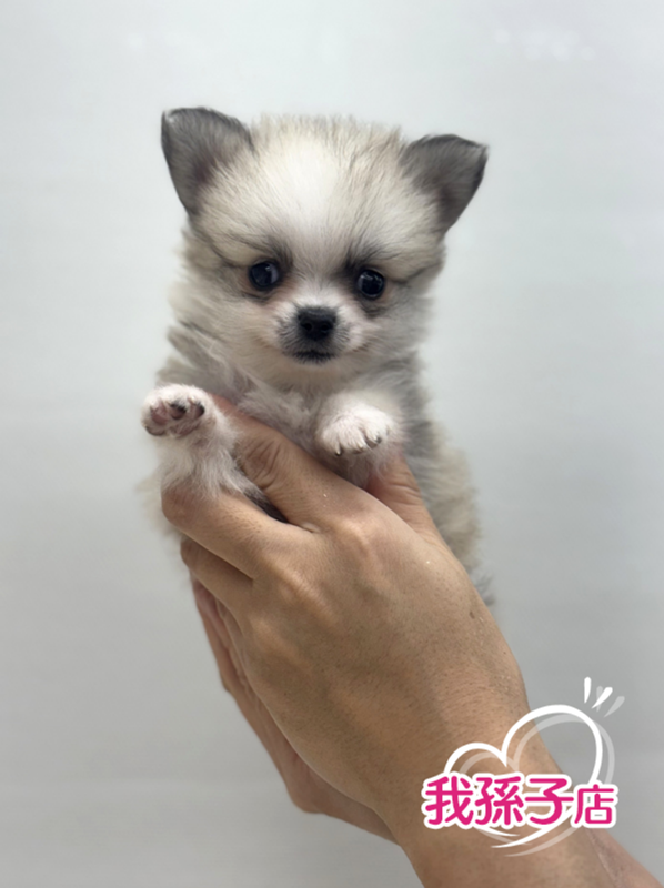 千葉県のポメチワ/チワポメ/ポメチー(ポメラニアン×チワワ) (かねだい我孫子店/2025年9月19日生まれ/女の子/オレンジセーブル)の子犬