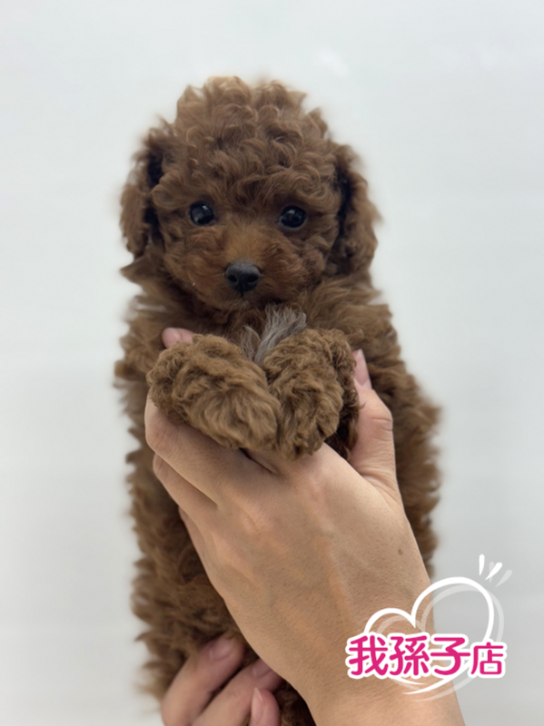 千葉県のトイプードル(トイ) (かねだい我孫子店/2025年9月19日生まれ/男の子/レッド)の子犬