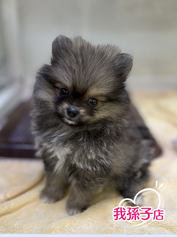 千葉県のポメラニアン (かねだい我孫子店/2025年9月20日生まれ/女の子/オレンジセーブル)の子犬の1枚目の画像