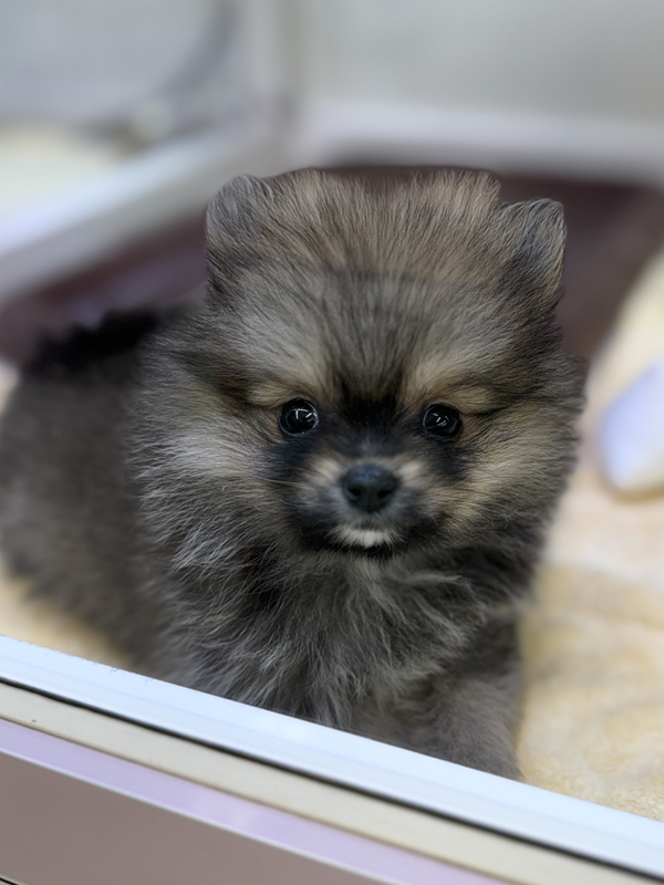 千葉県のポメラニアン (かねだい我孫子店/2025年9月20日生まれ/女の子/オレンジセーブル)の子犬の2枚目の画像