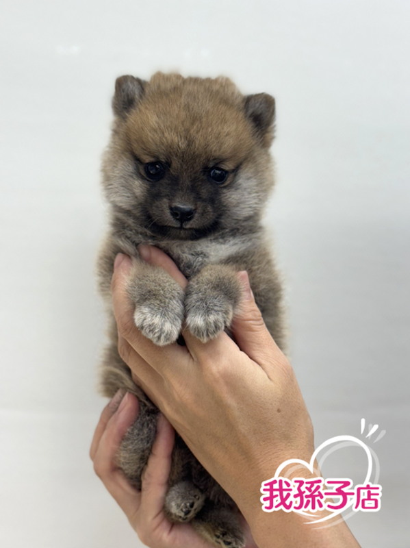 千葉県のポメ柴/豆ポメ/ポメ豆柴(ポメラニアン×柴犬) (かねだい我孫子店/2025年9月16日生まれ/男の子/赤)の子犬