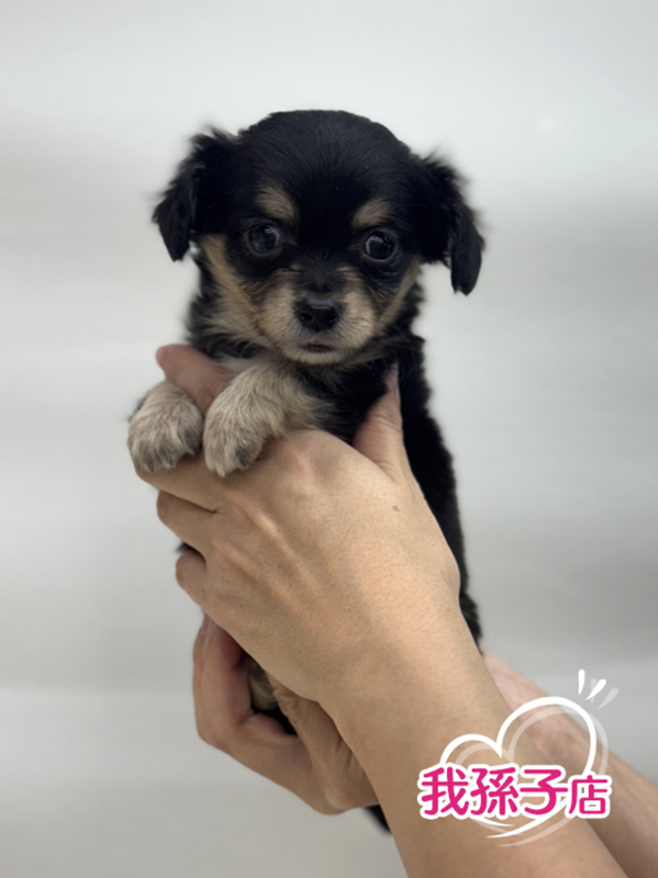 千葉県のチワックス(チワワ×ダックス) (かねだい我孫子店/2025年9月19日生まれ/男の子/ブラックタンホワイト)の子犬