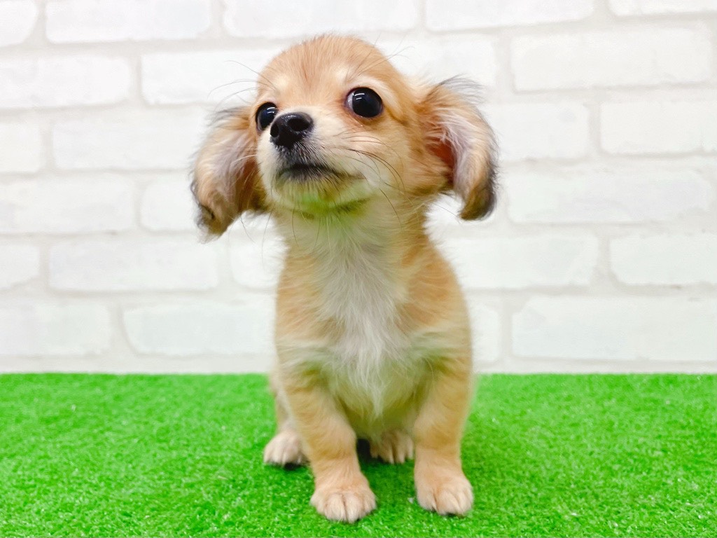 東京都のチワックス(チワワ×ダックス) (かねだい立川店/2025年8月24日生まれ/女の子/レッド)の子犬の2枚目の画像