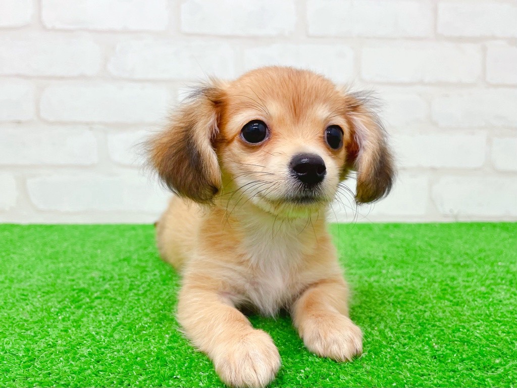 東京都のチワックス(チワワ×ダックス) (かねだい立川店/2025年8月24日生まれ/女の子/レッド)の子犬の1枚目の画像