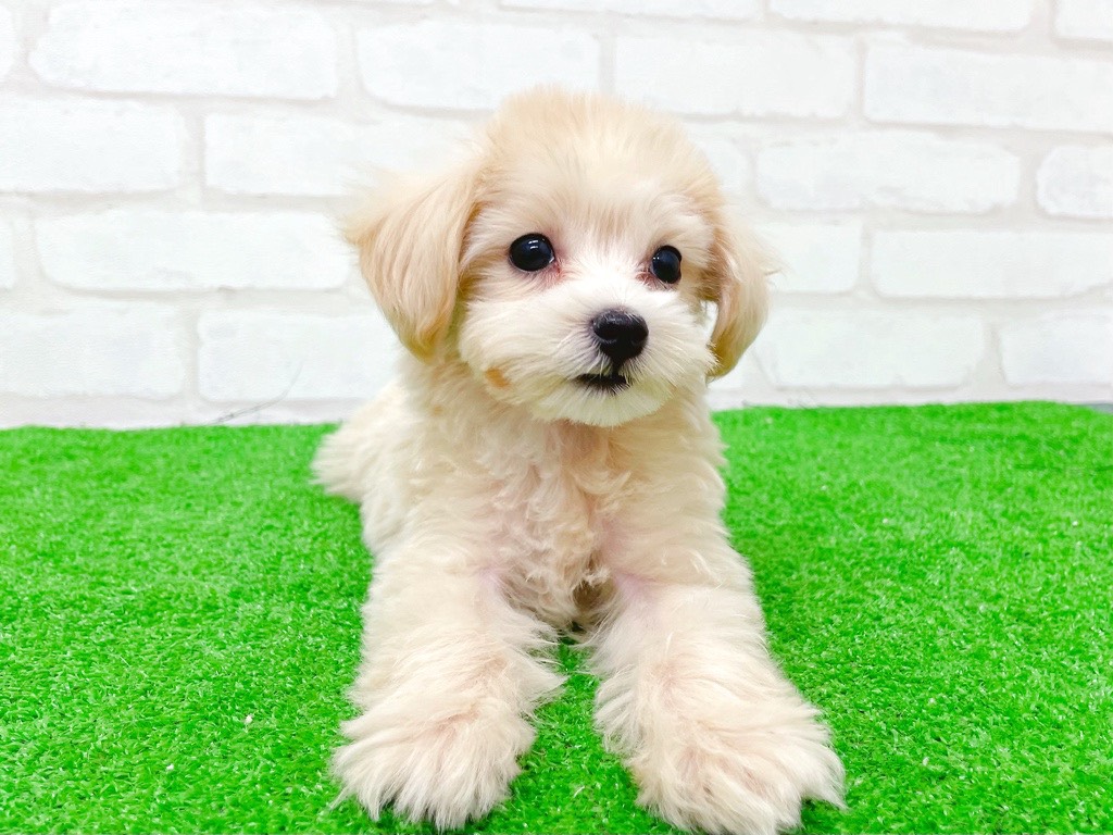 東京都のマルプー(マルチーズ×プードル) (かねだい立川店/2025年8月31日生まれ/女の子/アプリコット)の子犬の2枚目の画像