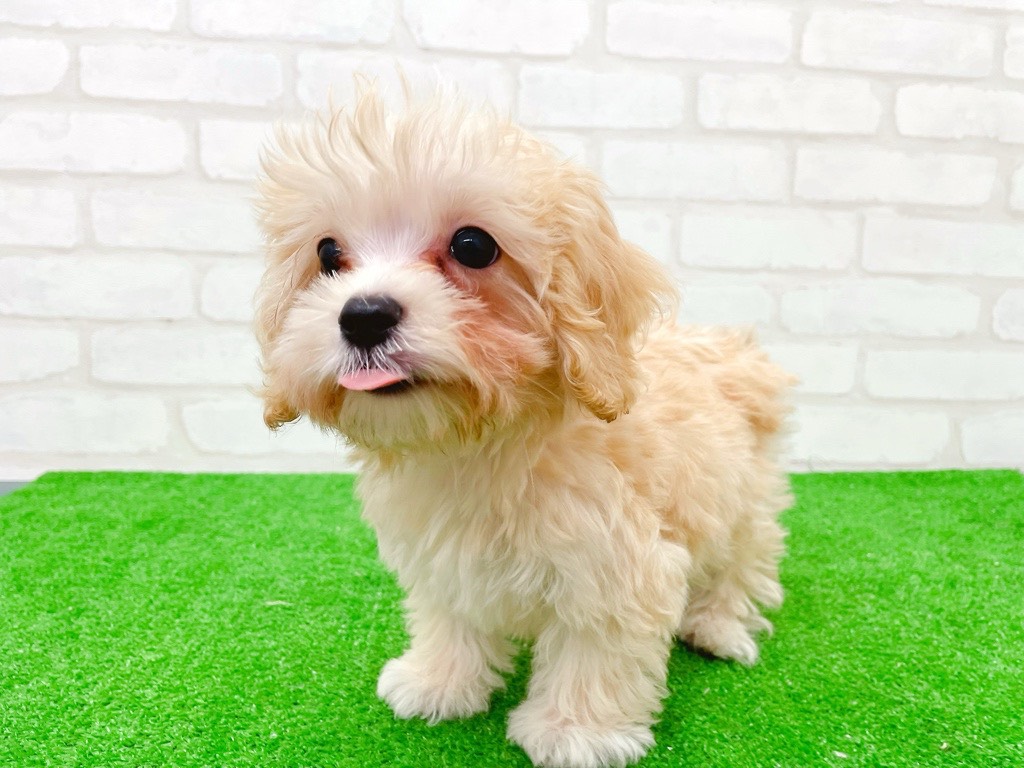 東京都のマルプー(マルチーズ×プードル) (かねだい立川店/2025年8月30日生まれ/男の子/アプリコット)の子犬の2枚目の画像