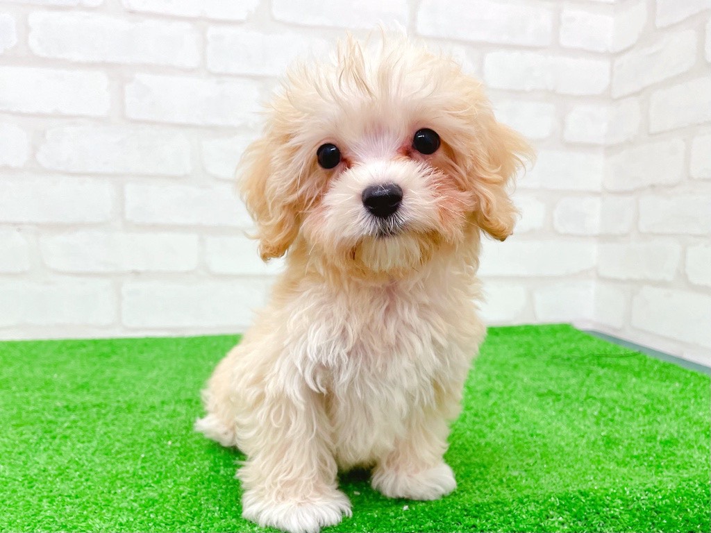 東京都のマルプー(マルチーズ×プードル) (かねだい立川店/2025年8月30日生まれ/男の子/アプリコット)の子犬の1枚目の画像