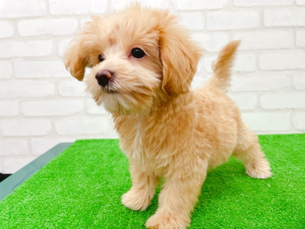 東京都のマルプー(マルチーズ×プードル) (かねだい立川店/2025年8月29日生まれ/女の子/アプリコット)の子犬の1枚目の画像