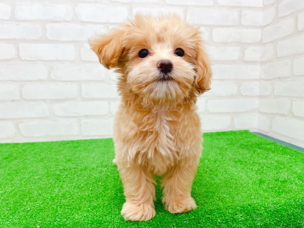 東京都のマルプー(マルチーズ×プードル) (かねだい立川店/2025年8月29日生まれ/女の子/アプリコット)の子犬の2枚目の画像