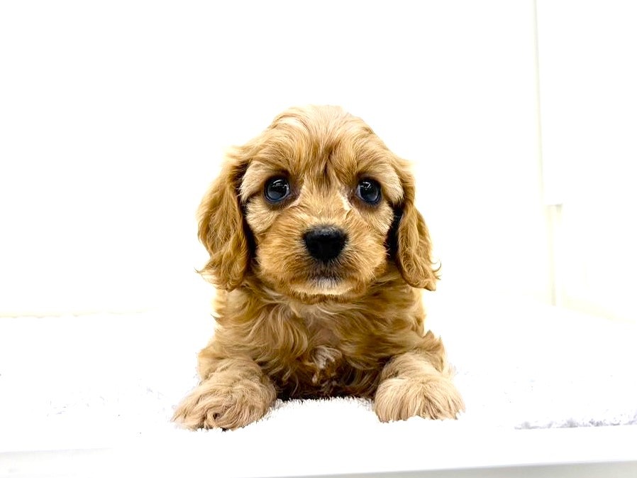 東京都のキャバプー(キャバリア×プードル) (かねだい本町田店/2025年9月28日生まれ/女の子/ルビー)の子犬の1枚目の画像