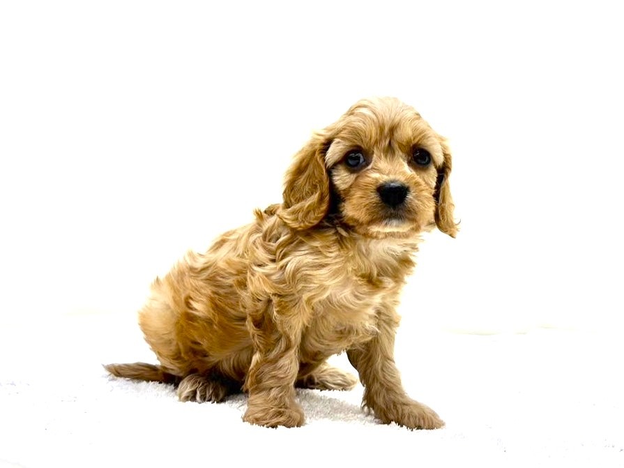 東京都のキャバプー(キャバリア×プードル) (かねだい本町田店/2025年9月28日生まれ/女の子/ルビー)の子犬の2枚目の画像