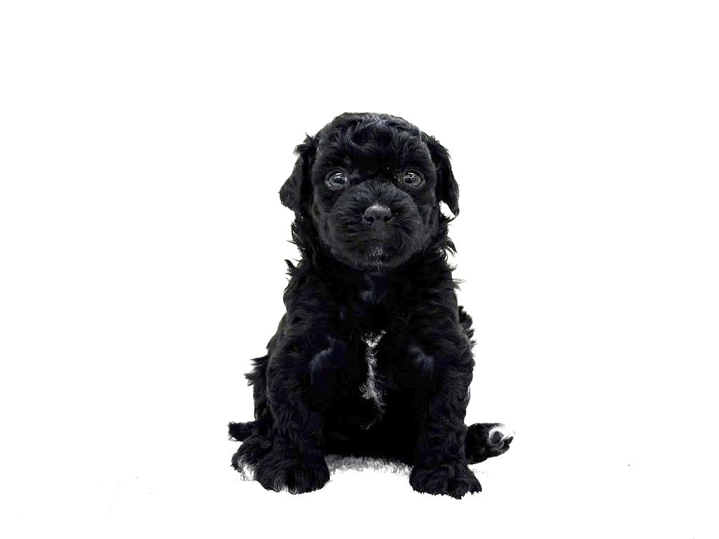 東京都のマルプー(マルチーズ×プードル) (かねだい本町田店/2025年9月26日生まれ/女の子/ブラックホワイト)の子犬の3枚目の画像